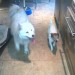2 dogs found – Terrier and Samoyed