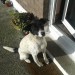 Found Collie X Bitch Found Mountcoal, Listowel, Co Kerry