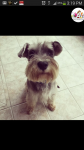 male mini schnauzer lost in limerick