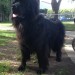 Guys, Baloo (our amazing dog) is missing from our house in Halfway, we think he’s been taken. -Donnchadh (0861722664).