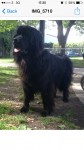 Guys, Baloo (our amazing dog) is missing from our house in Halfway, we think he’s been taken. -Donnchadh (0861722664).