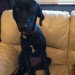 Black dog lost in Killarney