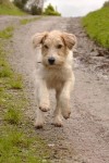 Cream fox terrier lost in Glanmire