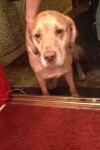 Male old sandy Labrador or golden retriever in turners cross cork