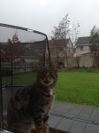 Tabby cat found in Carrigaline