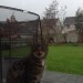 Tabby cat found in Carrigaline