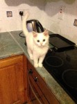 White kitten lost in Kilbrittain West Cork