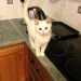 White kitten lost in Kilbrittain West Cork