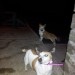 female jack russell/terrier lost in grenagh / blarney