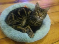 Lost cat Youghal