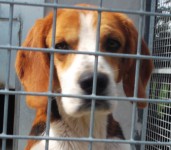 male beagle lost in templederry co. tipperary