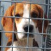 male beagle lost in templederry co. tipperary