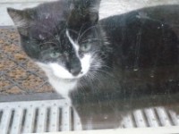 Male kitten found in Rosscarbery