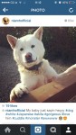 Male, white Japanese Akita Lost in Cork/West Cork area.