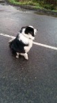 collie dog found in Oysterhaven Cork