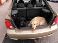 Golden Retriever & Black Retriever/Collie both malke