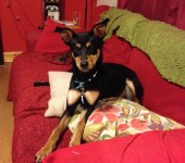 Female Kelpie/Collie Cross Lost in Clonakilty