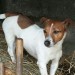 Female Jack Russell lost in Innishannon