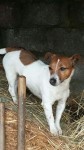 Female Jack Russell lost in Innishannon