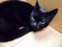 Black kitten 4months old found Lapps Quay Cork City