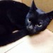 Black kitten 4months old found Lapps Quay Cork City