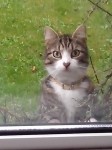 Male cat lost in Caherdavin Park Limerick city