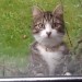 Male cat lost in Caherdavin Park Limerick city
