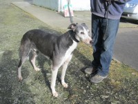 male greyhound lost near Rockchapel, Co Cork