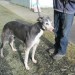 male greyhound lost near Rockchapel, Co Cork