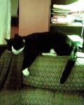 black and white cat, lost Dec.27th westbury Limerick
