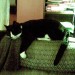 black and white cat, lost Dec.27th westbury Limerick