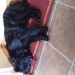 male black collie,? lab cross, Dunmanway, Enniskeane