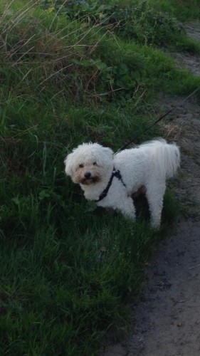 Lost sales bichon frise