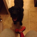 Missing paterdale / terrier dog – black