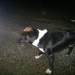 Black Labrador Cross, with white neck, stray at Foyle, Lisnagry, Limerick