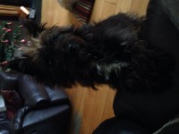 LOST: Small female black bushy terrier – Carrigaline area