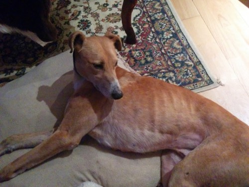 Male greyhound or lurcher found in Crookstown outside ...