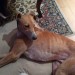 Male greyhound or lurcher found in Crookstown outside Clifford’s Bar