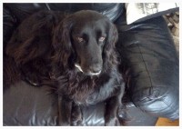 STILL MISSING: Sonny Collie X – Ballincollig