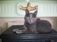 Female Cat Missing Rathnaroughy, Innishannon, Cork