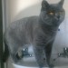 British shorthair cat missing