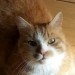 Ginger cat lost in Ennis – Lahinch Road area