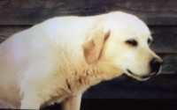 Female Labrador Retriever lost in Ballyburden, Ballincollig