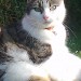 Mitzy. 5 yr old female white cat with black & grey markings. From bandon rd, lough area