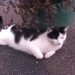 male black and white cat lost in bishopstown