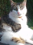 Mitzy. Lost since wed. From greenmount, bandon rd area.
