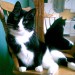 Male cat lost Westbury  Clare/limerick border