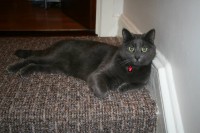 Grey cat missing in Cloyne