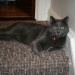 Grey cat missing in Cloyne