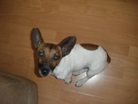 male minature jack russell lost in Raheen Limerick